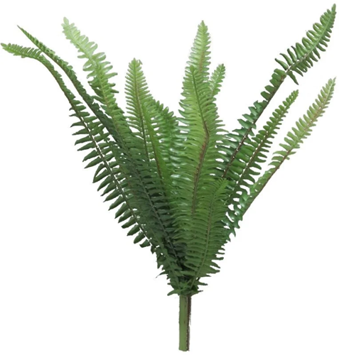 Forest fern Simms green -  41 cm hoog
