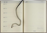 Brepols schoolagenda Weekly Notes Essenz, antraciet, 2025-2026-2