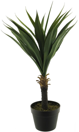 Yucca plant in pot green 75cm