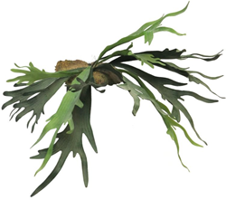 Platycerium green - 50 cm lang