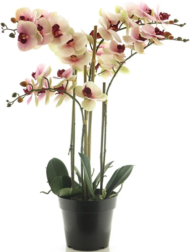 (Best) RT Phalaenopsis Bora x5 in pot 60cm pink