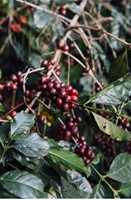 Usawa vers gebrande koffiebonen Garoeda blik 4 kilo-3