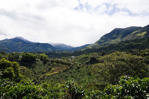 Usawa vers gebrande koffiebonen Home Blend blik 4 kilo-2