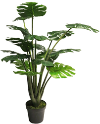 (Best) Monstera Masego green 120cm