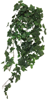 (Best) Ivy Chicago hanger L green 86cm (203 lvs)