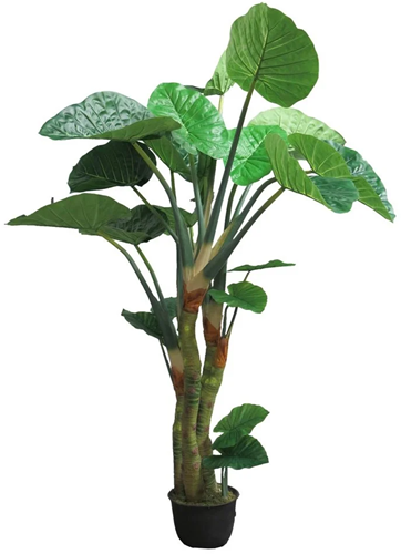 Colocasia Esculenta green 240cm