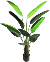 Strelitzia Nicolai medium green 160cm