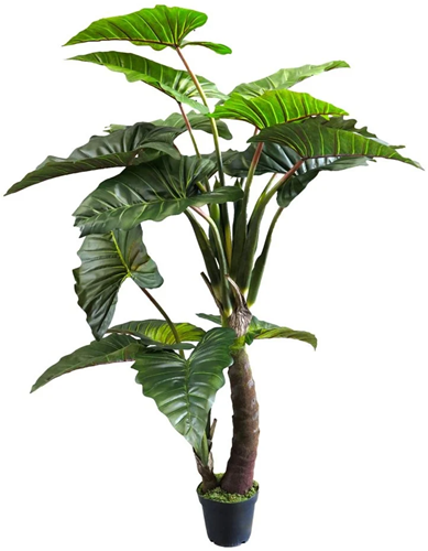 (Best) Caladium Gigantium green 220cm