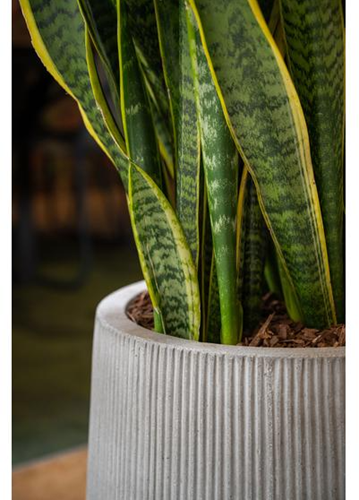 Patt high M, Light Grey (vert ridg)-3