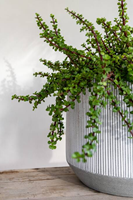 Harith M, White stripe-3