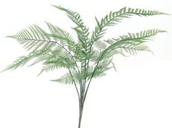 Pteris fern bush green - 83cm hoog