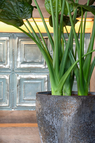 Jesslyn M, Imperial Brown-3