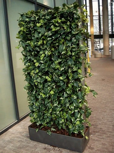 Planten scheidingswand 180x90cm 