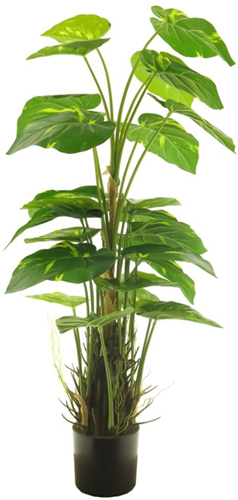 Scindapsus aureum in pot green - 83 cm hoog