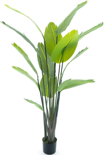 Strelitzia palm in pot - 187 cm hoog