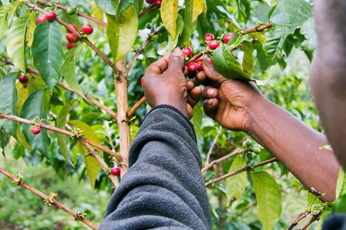 Usawa versgemalen koffie Superior blik 4 kilo-2
